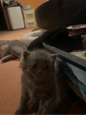 babykatzen zum verkaufen