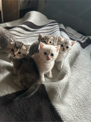 bkh kitten