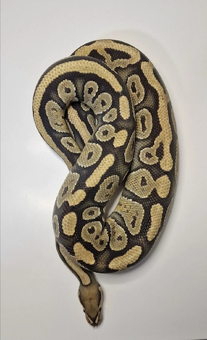 1.0 Hypo het Clown 