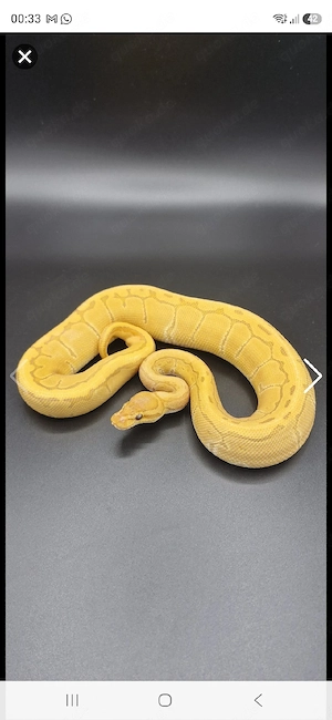 1.0 Pinstripe Ultramel het Pied