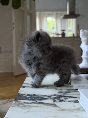 Kitten BKH BLUE Prinzessin Katze 