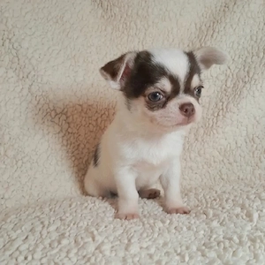 Wunderschöne, gesunde Chihuahua-Welpen suchen ein liebevolles Zuhause   3 