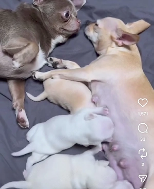 Chihuahua-Welpen suchen ein liebevolles Zuhause   3  Bild 3