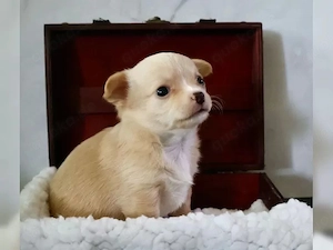 Chihuahua-Welpen suchen ein liebevolles Zuhause   3 
