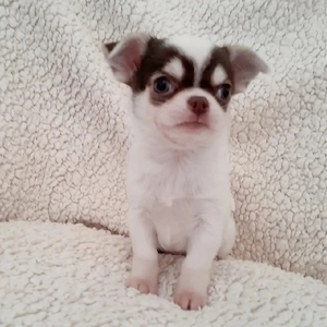 Wunderschöne, gesunde Chihuahua-Welpen suchen ein liebevolles Zuhause   3  Bild 2