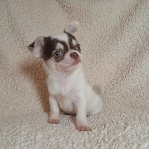 Chihuahua-Welpen suchen ein liebevolles Zuhause   3  Bild 5