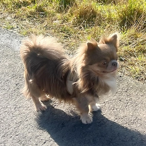 Wunderschöne, gesunde Chihuahua-Welpen suchen ein liebevolles Zuhause   3  Bild 5