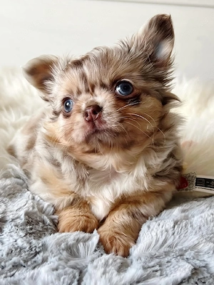 Wunderschöne, gesunde Chihuahua-Welpen suchen ein liebevolles Zuhause   3  Bild 4