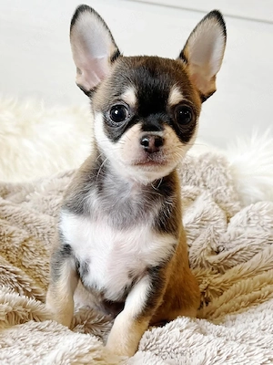 Wunderschöne, gesunde Chihuahua-Welpen suchen ein liebevolles Zuhause   3  Bild 3