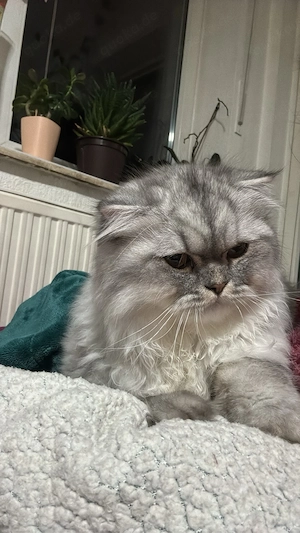 British Longhair Kater Bild 4