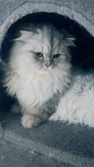 British Longhair Kater Bild 3