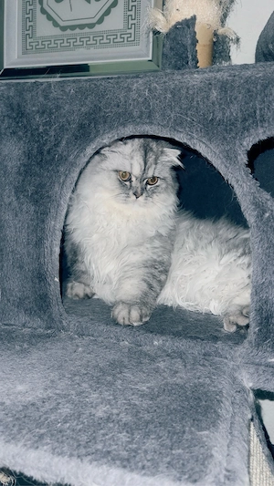 British Longhair Kater Bild 5