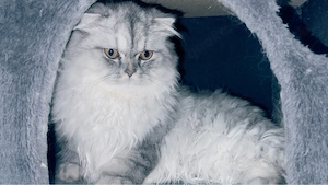 British Longhair Kater