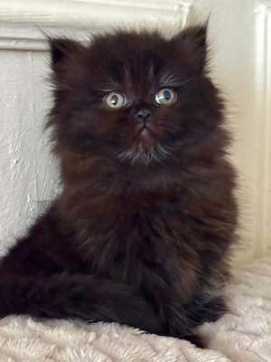 Süße Hauskatze sucht ein neues Zuhause 