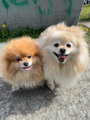 Pomeranian Pärchen