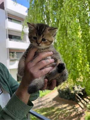 bkh mehrfarbig, 2x mänlich, 1x weiblich; Mama ist auf dem letzten bild zusehene