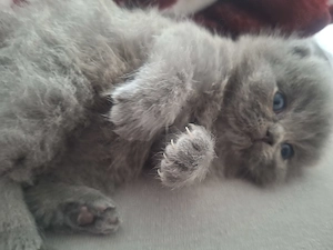 BKH Kitten an liebevolle Menschen abzugeben. Die Kitten sin zugänglich , schmusen gerne, kinderlieb. Bild 5