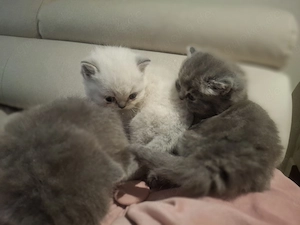 BKH Kitten an liebevolle Menschen abzugeben. Die Kitten sin zugänglich , schmusen gerne, kinderlieb. Bild 6