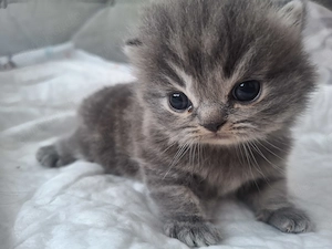 BKH Kitten an liebevolle Menschen abzugeben. Die Kitten sin zugänglich , schmusen gerne, kinderlieb. Bild 2