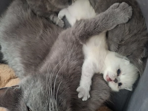 BKH Kitten an liebevolle Menschen abzugeben. Die Kitten sin zugänglich , schmusen gerne, kinderlieb. Bild 4