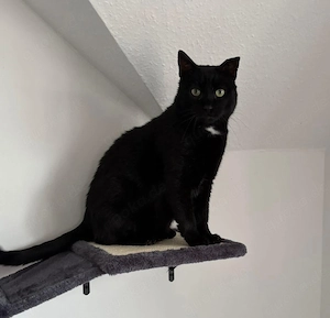 Einzelprinz Milo auf der Suche nach Liebe # Tierschutz 