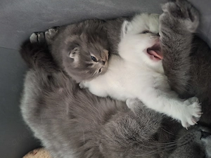 BKH Kitten an liebevolle Menschen abzugeben. Die Kitten sin zugänglich , schmusen gerne, kinderlieb. Bild 3