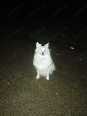  bin süßes Hund 