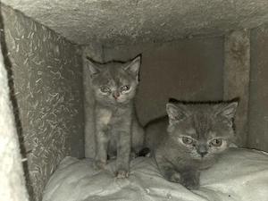 Zwei Britisch Kurzhaar Weibchen suchen ein Zuhause 
