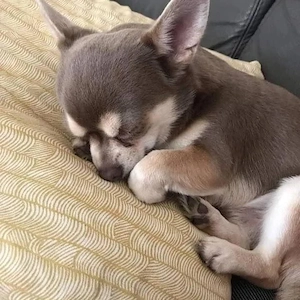 chihuahua Pater welpe