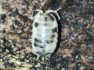 Panda-Asseln (Porcellio laevis "Panda")