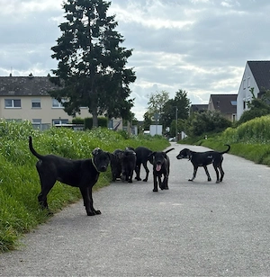 Deutsche Doggen Welpen 