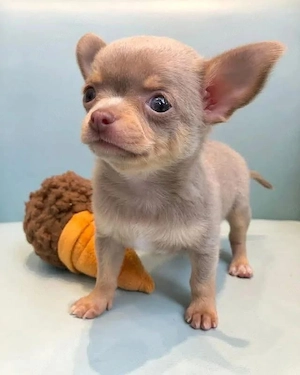 chihuahua welpe