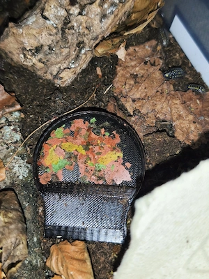 Assel Fressnapf Isopoden Napf  Bild 4