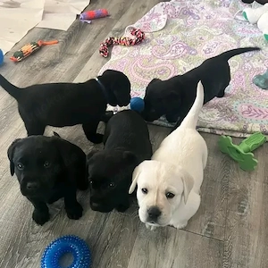 Reinrassige Labrador Retriever Welpen