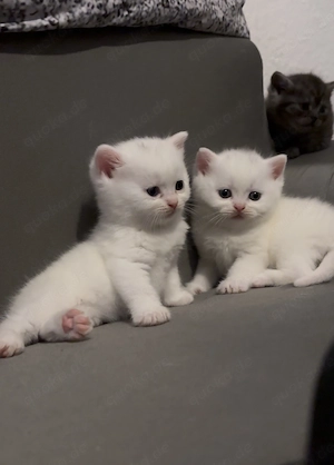 Bkh kitten 