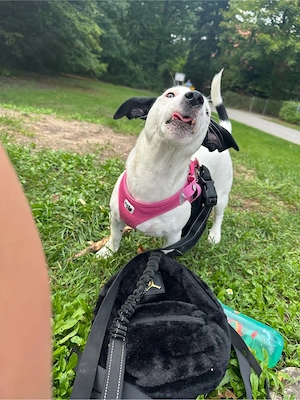 Jack Russel 