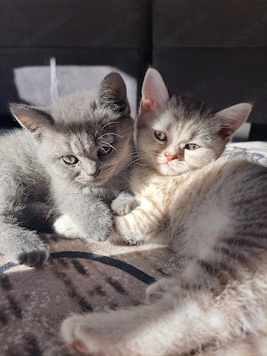 Bkh Kitten Britisch Kurzhaar