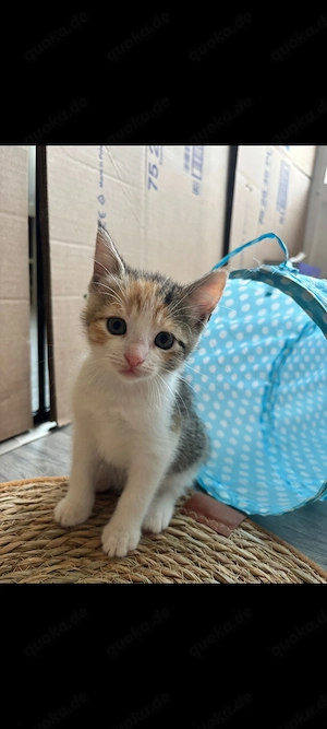 Babykatzen abzugeben.....