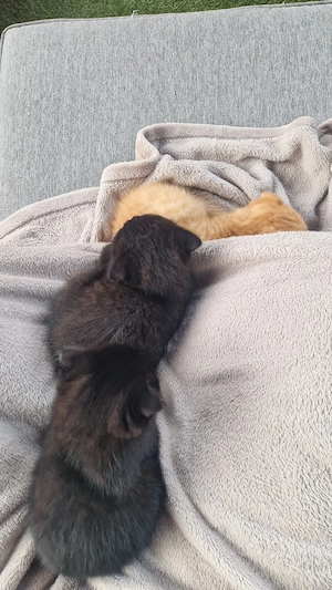 3 süße bkh mix kitten
