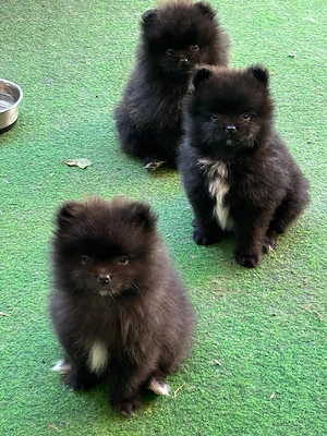 Reinrassige Pomeranian Bärchen 