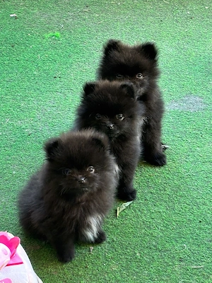 Reinrassige Pomeranian 