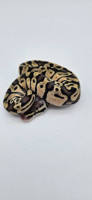 0.1 Pastel Specter 66% het Pied Königspython