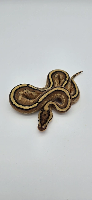 0.1 Super Stripe 66% het pied Königspython