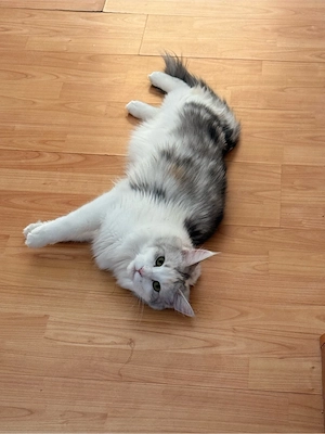 Suche DeckKater für meine Mainecoone