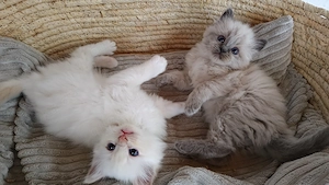 Birma Ragdoll Kitten, Kätzchen 