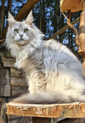 Maine Coon Dame mit Stammbaum 