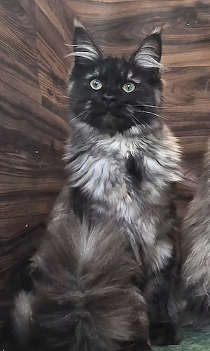 Maine Coon Mädchen mit Stammbaum 