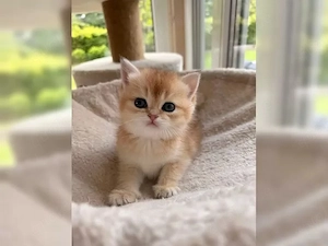 Bkh kitten 
