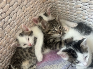 wunderschöne babykatzen ab sofort