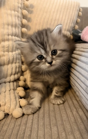 Katzenbaby Kitten Katze